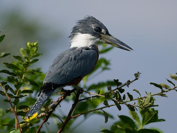 Amerikaanse reuzenijsvogel (Megaceryle torquata)